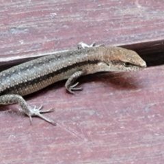 Lampropholis guichenoti (Common Garden Skink) at Beechworth, VIC - 3 Jan 2024 by trevorpreston