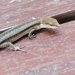 Lampropholis guichenoti at Beechworth, VIC - 3 Jan 2024 12:30 PM
