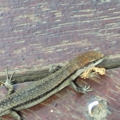 Lampropholis guichenoti at Beechworth, VIC - 3 Jan 2024 12:30 PM
