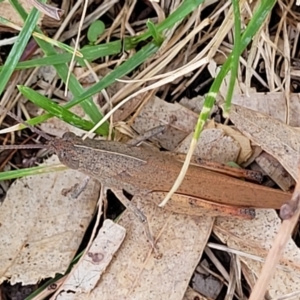 Goniaea opomaloides at Beechworth, VIC - 3 Jan 2024 12:28 PM