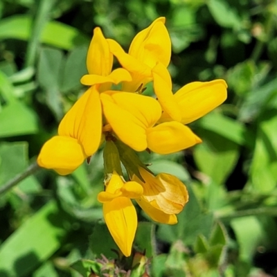 Lotus angustissimus (Slender Birds Foot Trefoil) at Beechworth, VIC - 3 Jan 2024 by trevorpreston