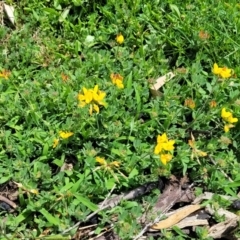 Lotus angustissimus at Beechworth, VIC - 3 Jan 2024