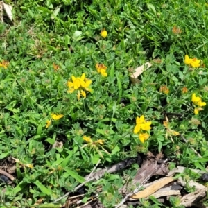 Lotus angustissimus at Beechworth, VIC - 3 Jan 2024