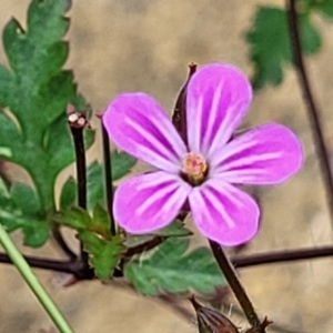 Geranium robertianum at Beechworth, VIC - 3 Jan 2024