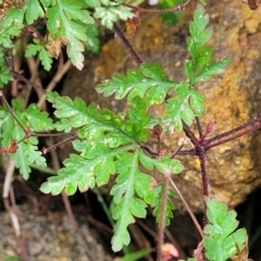Geranium robertianum at Beechworth, VIC - 3 Jan 2024 12:25 PM