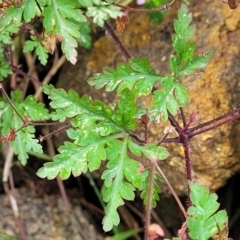 Geranium robertianum at Beechworth, VIC - 3 Jan 2024