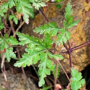 Geranium robertianum at Beechworth, VIC - 3 Jan 2024 12:25 PM