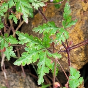 Geranium robertianum at Beechworth, VIC - 3 Jan 2024