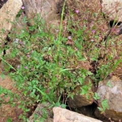 Geranium robertianum at Beechworth, VIC - 3 Jan 2024 12:25 PM