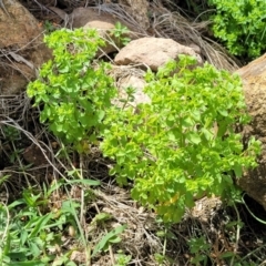 Euphorbia peplus (Petty Spurge) at Beechworth, VIC - 3 Jan 2024 by trevorpreston