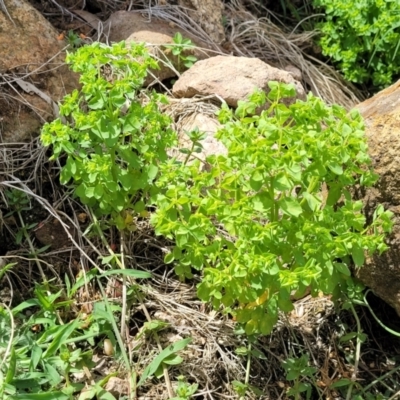 Euphorbia peplus (Petty Spurge) at Beechworth, VIC - 3 Jan 2024 by trevorpreston