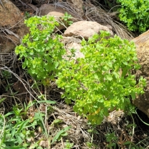Euphorbia peplus at Beechworth, VIC - 3 Jan 2024