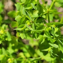 Euphorbia peplus at Beechworth, VIC - 3 Jan 2024