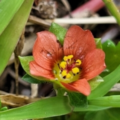 Modiola caroliniana (Red-flowered Mallow) at Beechworth, VIC - 3 Jan 2024 by trevorpreston