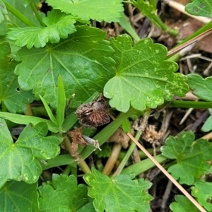 Modiola caroliniana at Beechworth, VIC - 3 Jan 2024