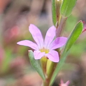 Lythrum hyssopifolia at Beechworth, VIC - 3 Jan 2024 12:22 PM