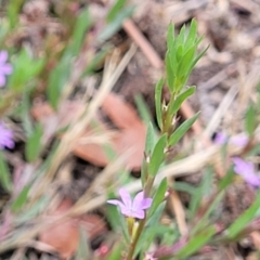 Lythrum hyssopifolia at Beechworth, VIC - 3 Jan 2024 12:22 PM