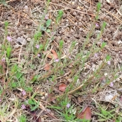 Lythrum hyssopifolia at Beechworth, VIC - 3 Jan 2024 12:22 PM