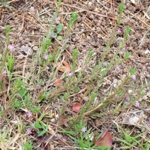 Lythrum hyssopifolia at Beechworth, VIC - 3 Jan 2024