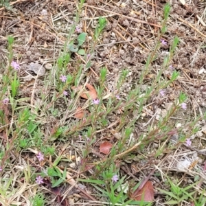 Lythrum hyssopifolia at Beechworth, VIC - 3 Jan 2024 12:22 PM