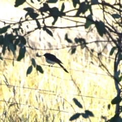 Rhipidura leucophrys (Willie Wagtail) at Colac Colac, VIC - 25 Dec 2023 by LyndalT