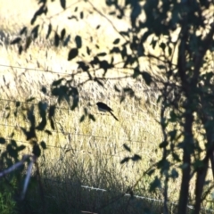 Rhipidura leucophrys at Colac Colac, VIC - 26 Dec 2023 09:39 AM