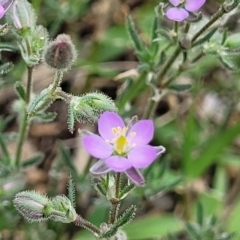 Spergularia rubra (Sandspurrey) at Beechworth, VIC - 3 Jan 2024 by trevorpreston