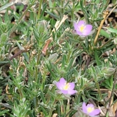 Spergularia rubra at Beechworth, VIC - 3 Jan 2024 12:22 PM
