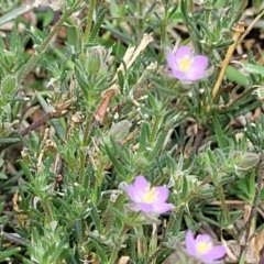 Spergularia rubra at Beechworth, VIC - 3 Jan 2024