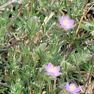 Spergularia rubra at Beechworth, VIC - 3 Jan 2024 12:22 PM