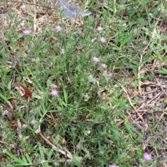 Spergularia rubra at Beechworth, VIC - 3 Jan 2024