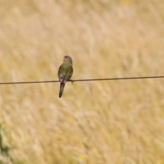 Neochmia temporalis (Red-browed Finch) at Colac Colac, VIC - 26 Dec 2023 by LyndalT