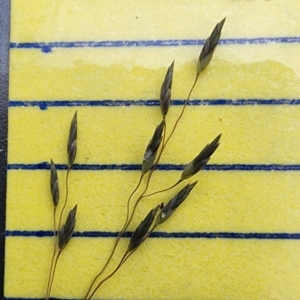 Eragrostis curvula at Mount Ainslie - 3 Jan 2024