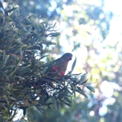 Alisterus scapularis (Australian King-Parrot) at Colac Colac, VIC - 31 Dec 2023 by LyndalT