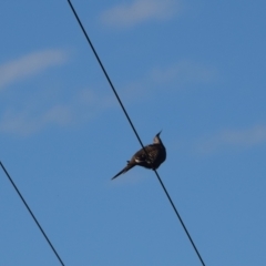 Ocyphaps lophotes (Crested Pigeon) at Colac Colac, VIC - 28 Dec 2023 by LyndalT