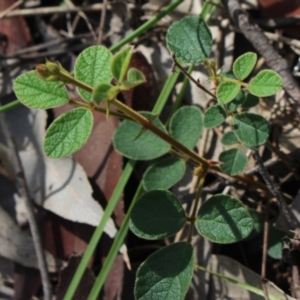 Desmodium rhytidophyllum at Stroud, NSW - 26 Dec 2023