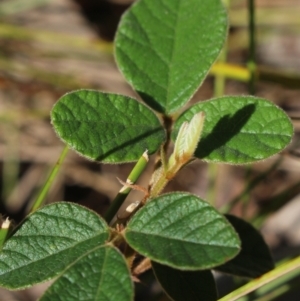 Desmodium rhytidophyllum at Stroud, NSW - 26 Dec 2023