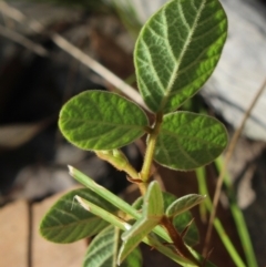 Desmodium rhytidophyllum at Stroud, NSW - 26 Dec 2023