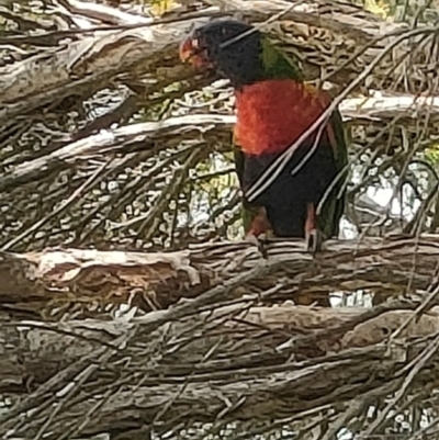 Trichoglossus moluccanus (Rainbow Lorikeet) at Mawson, ACT - 3 Jan 2024 by KateU