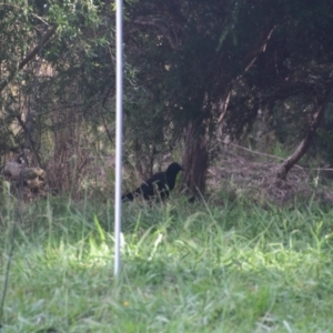 Corcorax melanorhamphos at Colac Colac, VIC - 29 Dec 2023