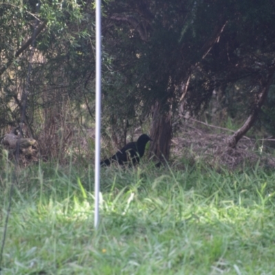 Corcorax melanorhamphos (White-winged Chough) at Colac Colac, VIC - 29 Dec 2023 by LyndalT