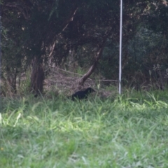 Corcorax melanorhamphos at Colac Colac, VIC - 29 Dec 2023 09:20 AM