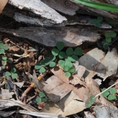 Pullenia gunnii (A Tick-Trefoil) at Stroud, NSW - 26 Dec 2023 by MaartjeSevenster
