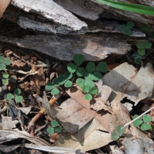 Pullenia gunnii at Stroud, NSW - 26 Dec 2023