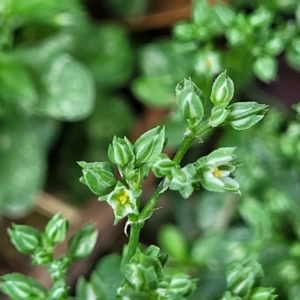 Polycarpon tetraphyllum at Beechworth, VIC - 3 Jan 2024