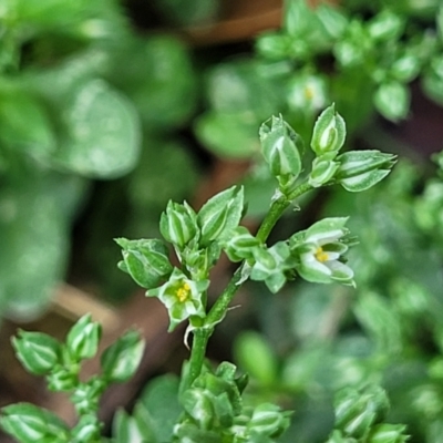 Polycarpon tetraphyllum (Four-leaf Allseed) at Beechworth, VIC - 3 Jan 2024 by trevorpreston