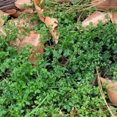 Polycarpon tetraphyllum at Beechworth, VIC - 3 Jan 2024