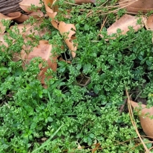 Polycarpon tetraphyllum at Beechworth, VIC - 3 Jan 2024