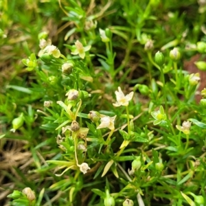 Sagina procumbens at Beechworth, VIC - 3 Jan 2024 12:20 PM