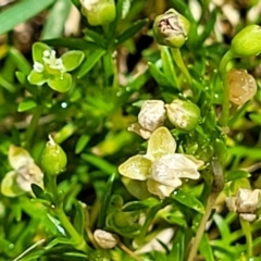 Sagina procumbens at Beechworth, VIC - 3 Jan 2024